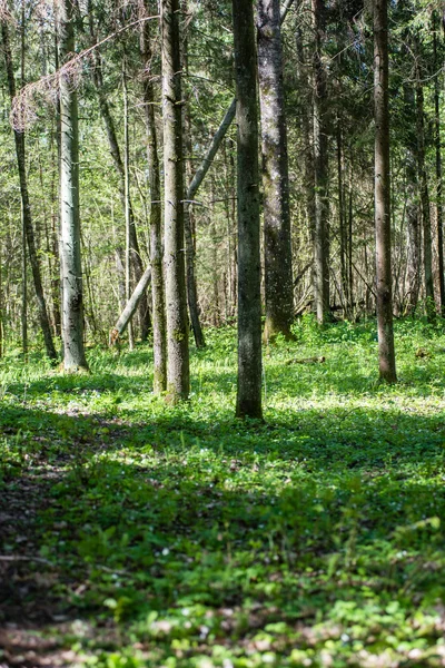 Sfondo fogliare verde — Foto Stock