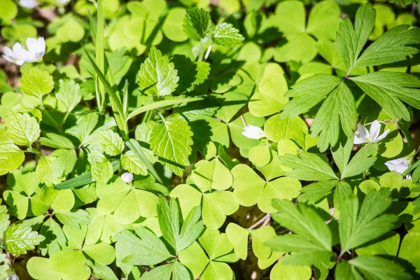 Fundo de folhagem verde — Fotografia de Stock