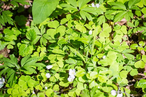 Groene gebladerte achtergrond — Stockfoto