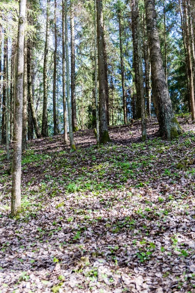 Sendero turístico soleado en el bosque en primavera —  Fotos de Stock