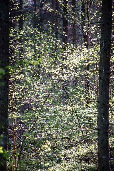 Podrobnosti o lese na jaře — Stock fotografie