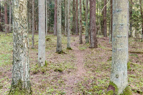 Zonnige toeristische route in het bos in het voorjaar — Stockfoto