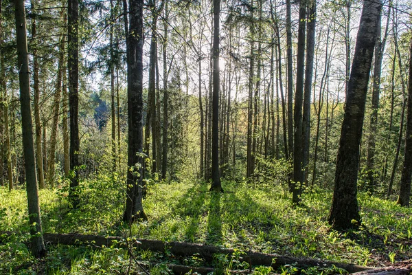 Sonniger Wanderweg im Wald im Frühling — Stockfoto