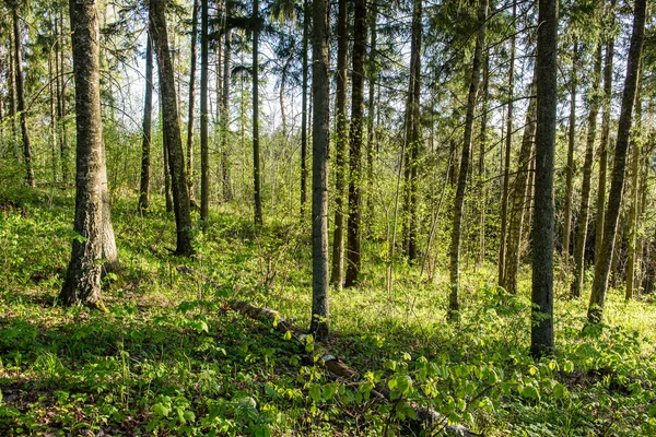 Sendero turístico soleado en el bosque en primavera —  Fotos de Stock