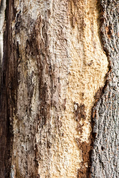 Detalhes da floresta na primavera — Fotografia de Stock