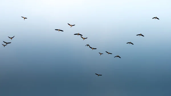 Mavi gökyüzünde uçan kuşlar — Stok fotoğraf