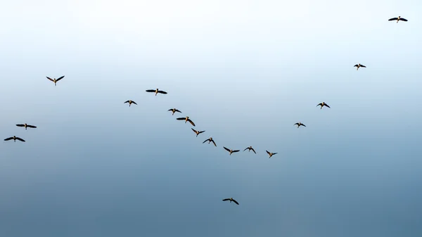 Uccelli che volano nel cielo blu — Foto Stock