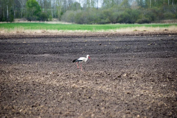 Wild ooievaar in de weide — Stockfoto