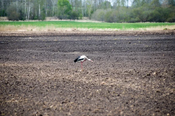 Wild ooievaar in de weide — Stockfoto