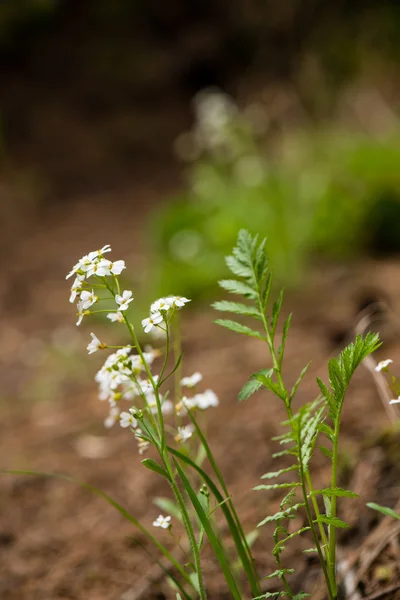 Flori de primăvară pe verde — Fotografie, imagine de stoc