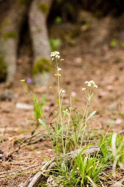 Frühlingsblumen auf Grün — Stockfoto