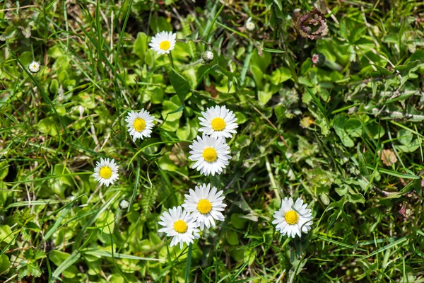 Tavaszi virágok, a zöld — Stock Fotó