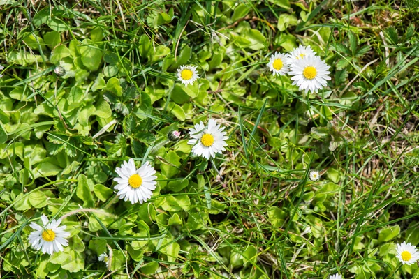 Tavaszi virágok, a zöld — Stock Fotó