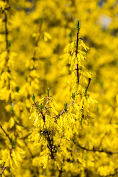 Gelbe Frühlingsblumen auf grün — Stockfoto