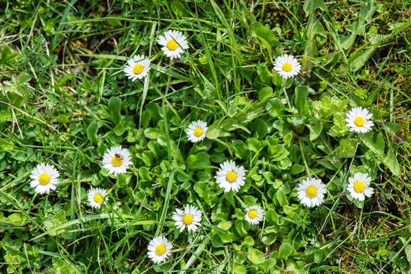 Fleurs de printemps sur vert — Photo