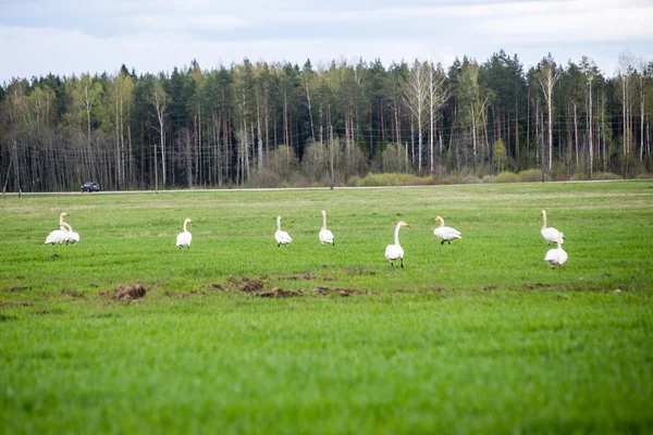 Vildgås på ängen — Stockfoto