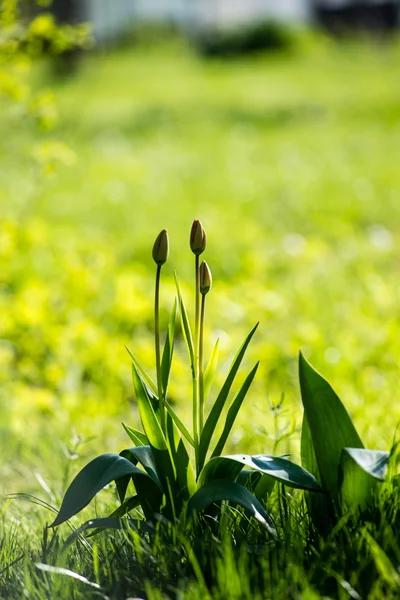 Fiori primaverili su verde — Foto Stock