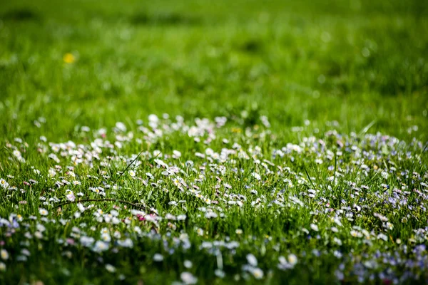 Flores de primavera em verde — Fotografia de Stock