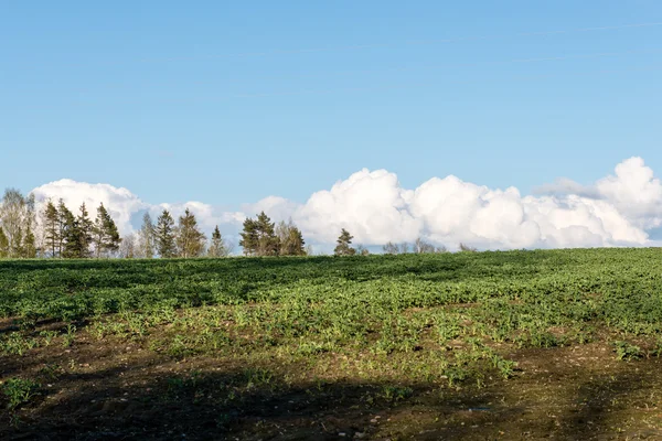 Countryside fields in early spring — Stock Photo, Image