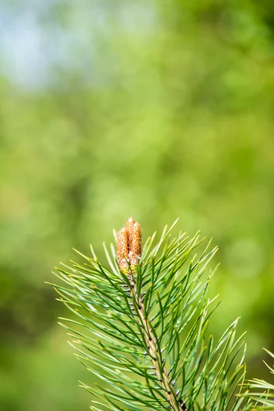 Pine tree květy na jaře — Stock fotografie