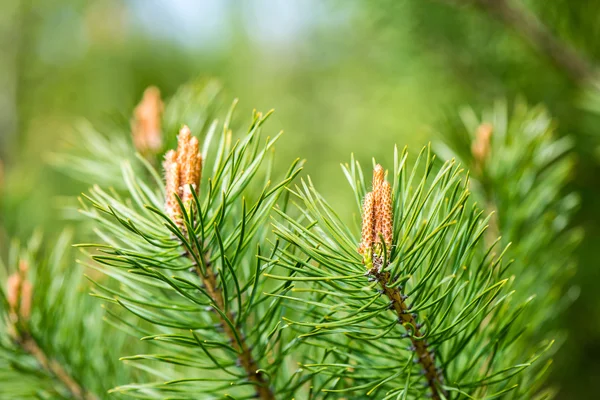 Pine tree bloesem in het voorjaar — Stockfoto