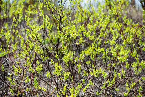 Flores de primavera en verde — Foto de Stock