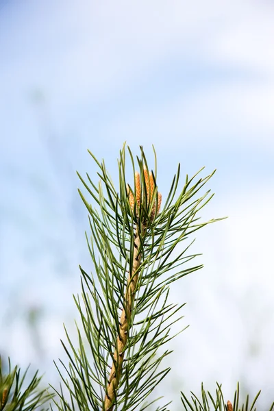 Pine tree květy na jaře — Stock fotografie