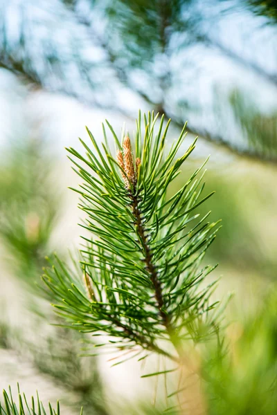 Tall träd blommar under våren — Stockfoto