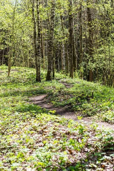 Trilha turística ensolarada na floresta na primavera — Fotografia de Stock