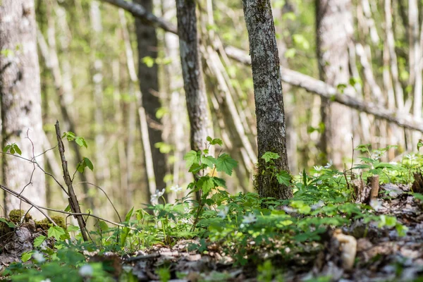 Detalles del bosque en primavera — Foto de Stock