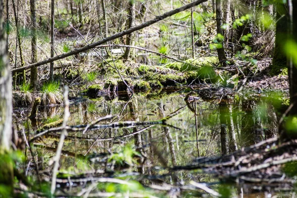 Détails de la forêt au printemps — Photo