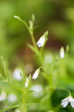 yeşil zemin üzerine beyaz bahar çiçekleri