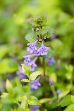 yeşil zemin üzerine beyaz bahar çiçekleri