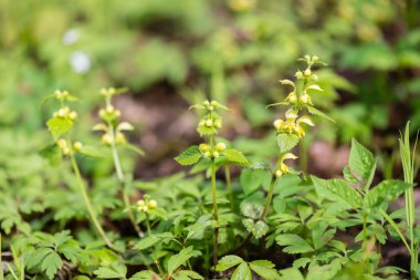 Genç bahar yeşil arka plan üzerinde bırakır 