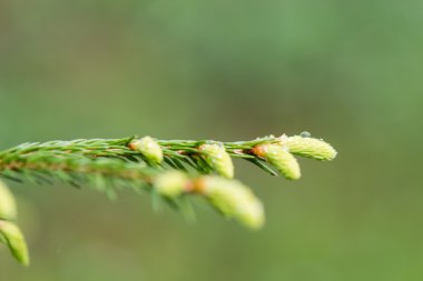 Genç bahar Ladin ağacı çiçekleri yeşil zemin üzerine