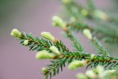 Genç bahar Ladin ağacı çiçekleri yeşil zemin üzerine