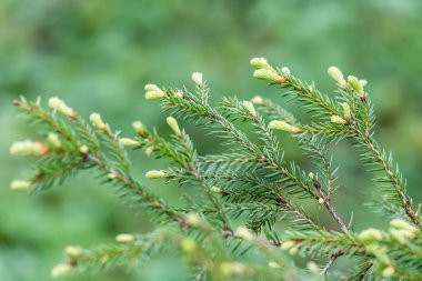 Genç bahar Ladin ağacı çiçekleri yeşil zemin üzerine