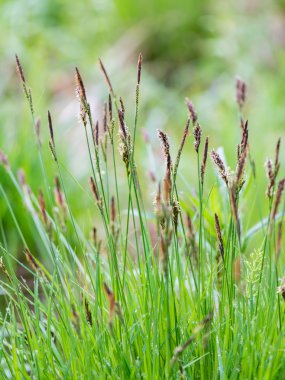 Genç bahar çiçekleri ve yaprakları yeşil zemin üzerine 