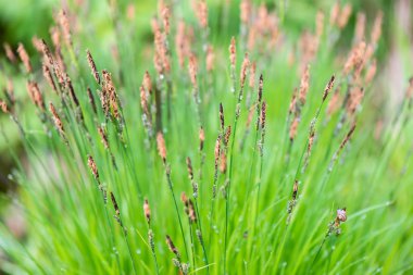 Genç bahar çiçekleri ve yaprakları yeşil zemin üzerine 