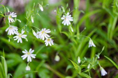 yeşil zemin üzerine beyaz bahar çiçekleri