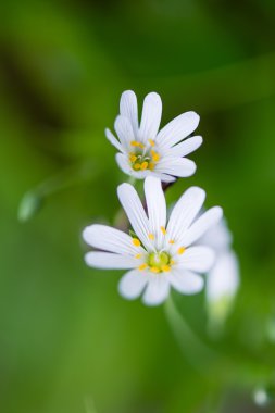 yeşil zemin üzerine beyaz bahar çiçekleri