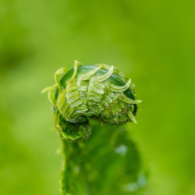 bahar ferns yeşil zemin üzerine