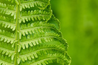 bahar ferns yeşil zemin üzerine