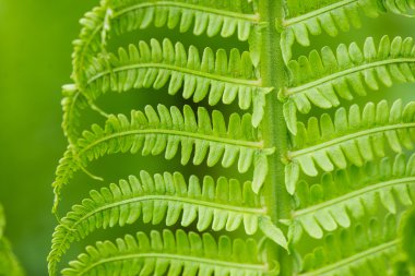 bahar ferns yeşil zemin üzerine