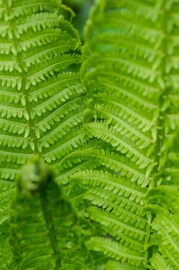 bahar ferns yeşil zemin üzerine