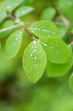 Genç bahar yeşil arka plan üzerinde bırakır 