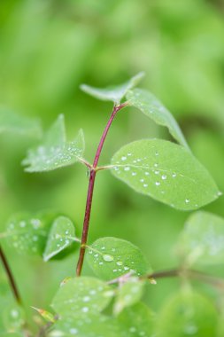 Genç bahar yeşil arka plan üzerinde bırakır 