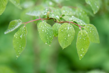 Genç bahar yeşil arka plan üzerinde bırakır 