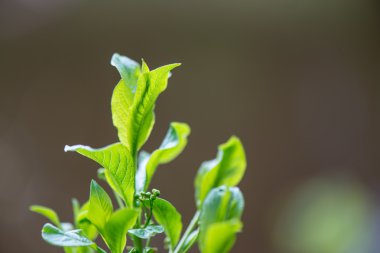 Genç bahar yeşil arka plan üzerinde bırakır 