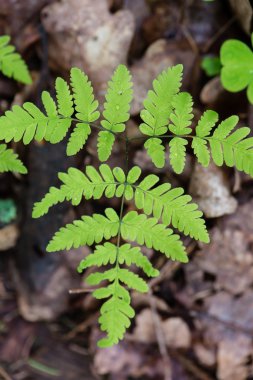 bahar ferns yeşil zemin üzerine